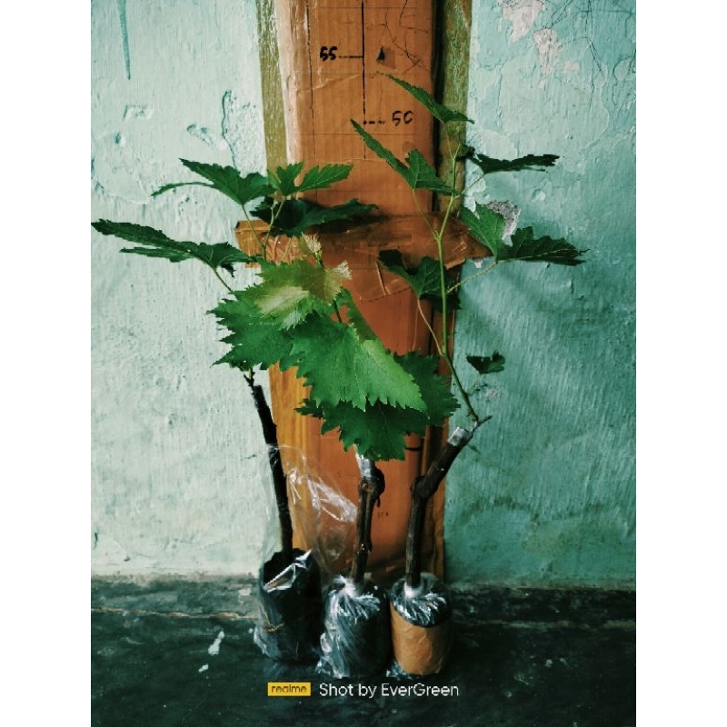 Bibit Anggur import 3 Varian bisa pilih jenis