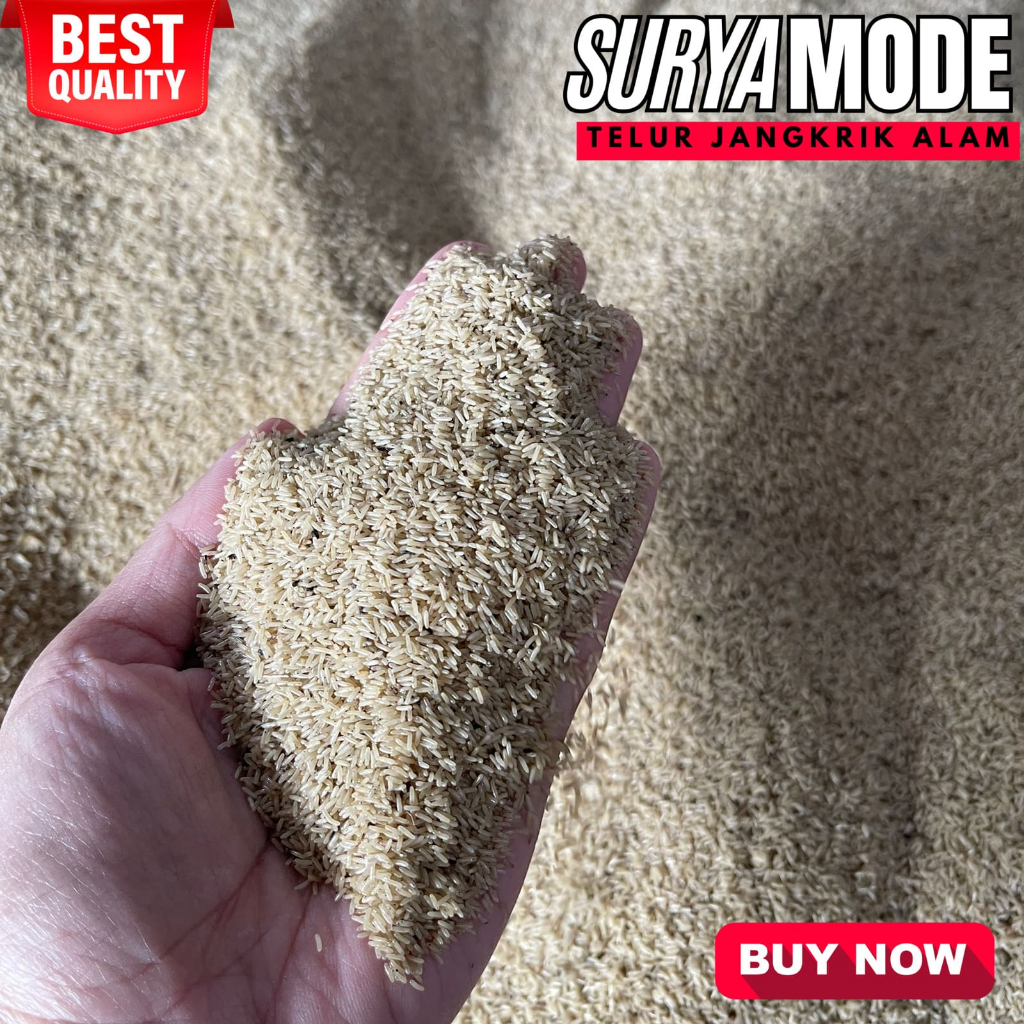 PROMO TELUR JANGKRIK ALAM MURAH