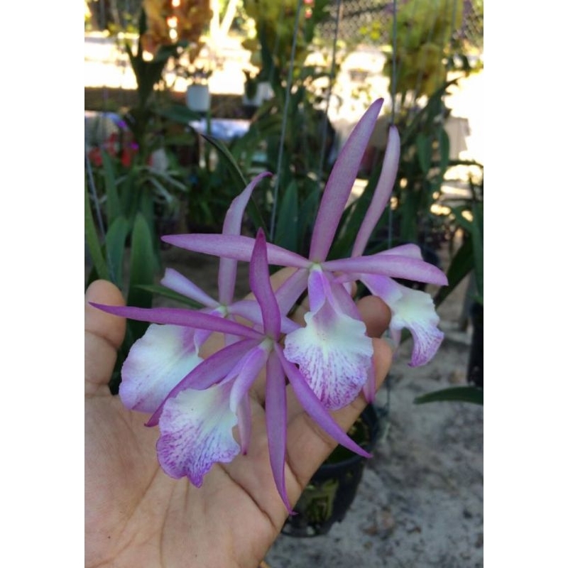 Brassocattleya Jairak Kiku / Jairak kiss