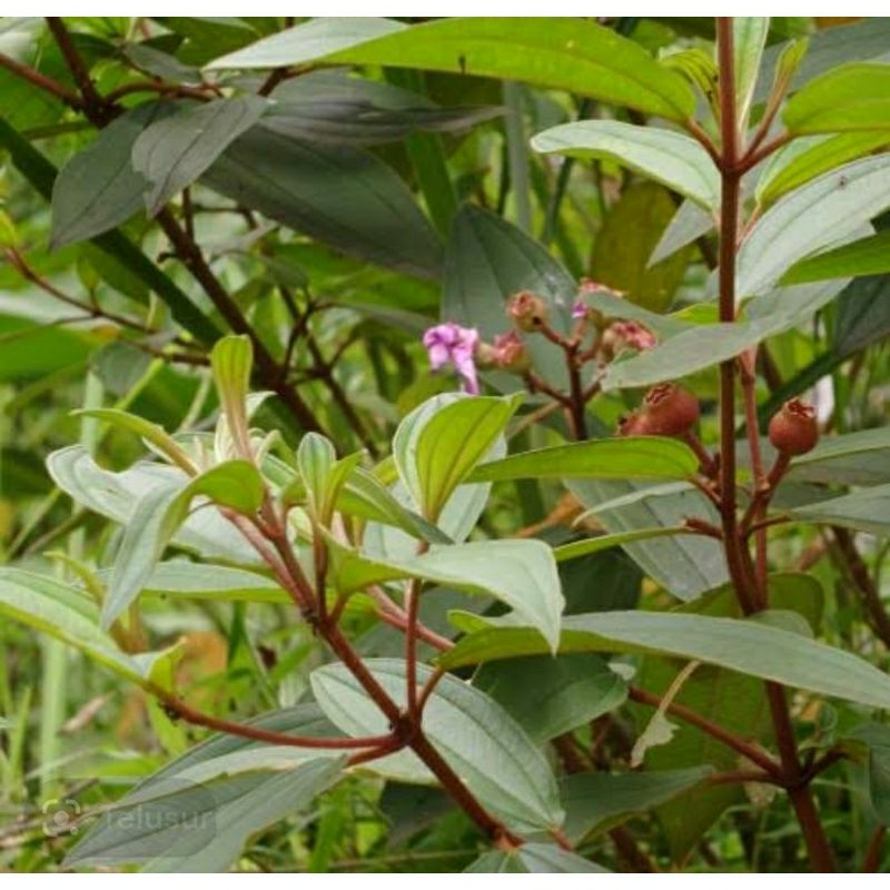 

pohon dan daun harendong 250 gram