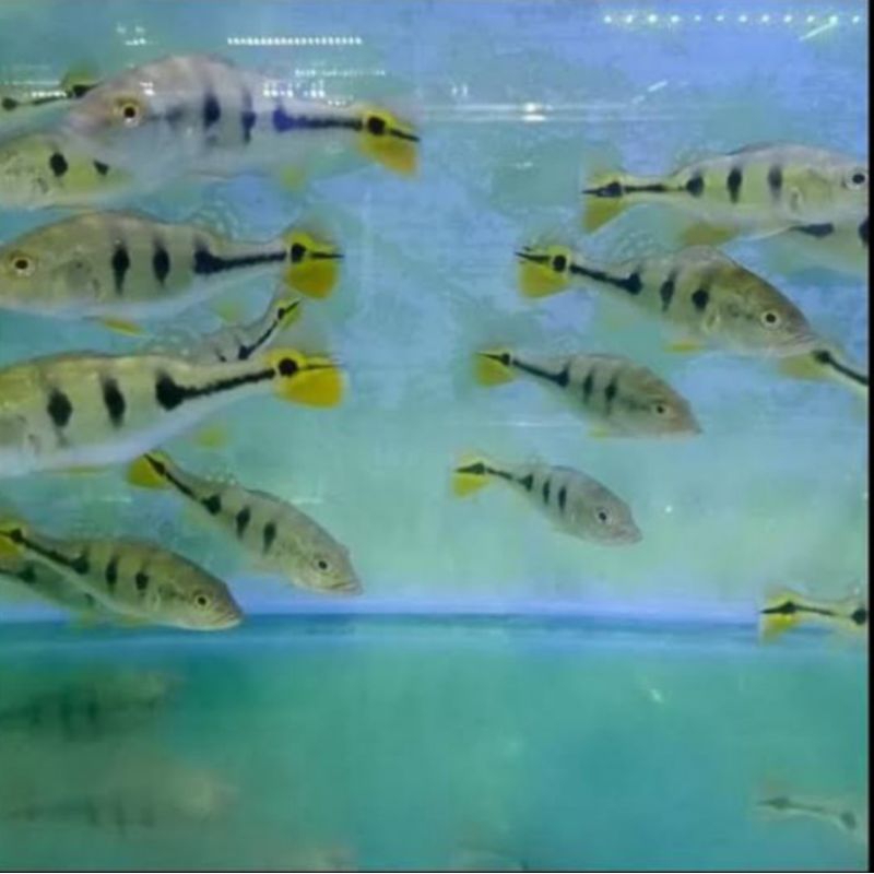 hiasan aquarium / peacock bass mono - aquarium