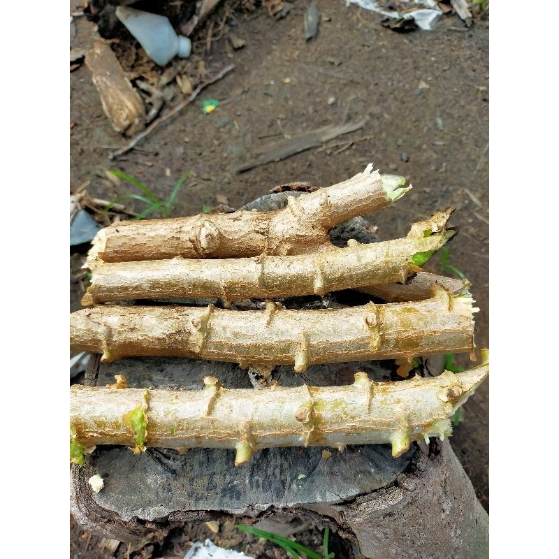 Bibit singkong sayur daun keriting Perbatang