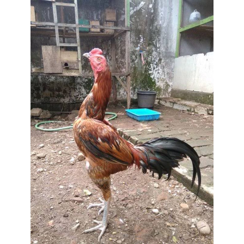

telur ayam Birma untuk di tetaskan