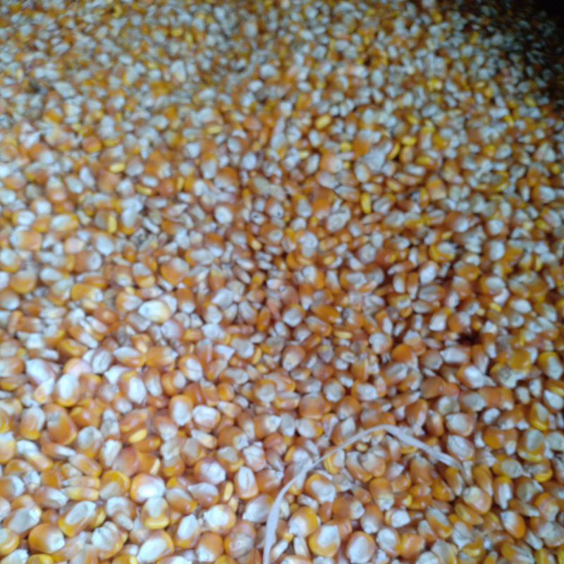 jagung kering 1kg