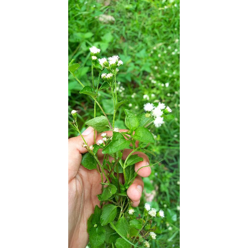 

babadotan/babadotan segar