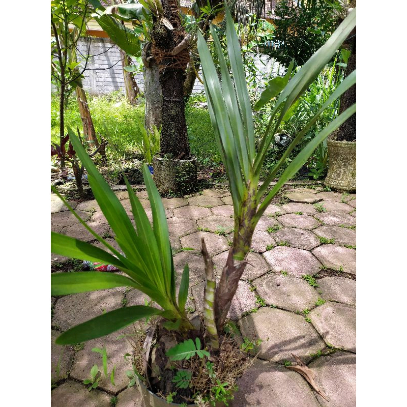 Anggrek Tebu Sumatra, anggrek raksasa