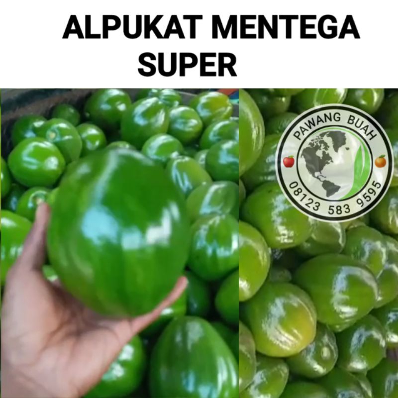 alpukat mentega super pawang buah surabaya