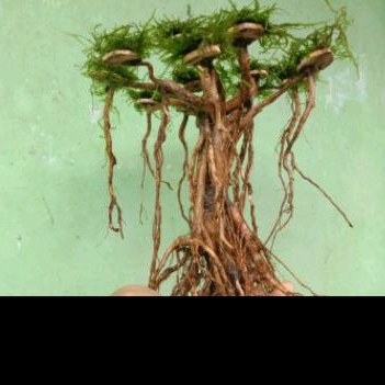 bonsai aquascape model master sudah pakai mos