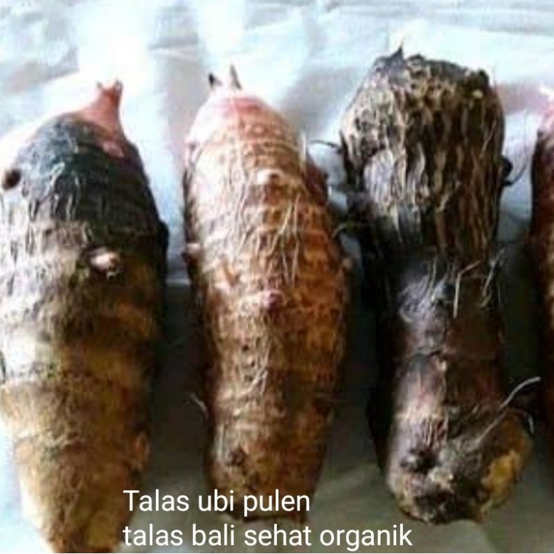 

(bisa cod)beli 2 gratis ongkir Ubi talas pulen/talas blitung/taleus bali/talas sehat organik