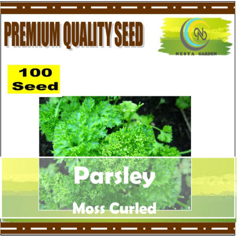 100 Benih Parsley Moss Curled Haira Seed Benih Repack Berkualitas