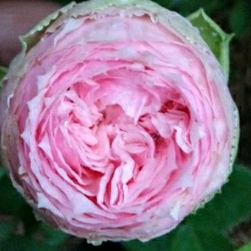 bibit bunga mawar hidup impor