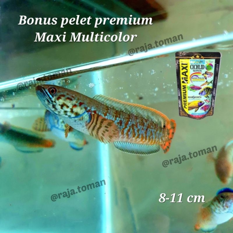 Channa Chana Bleheri Rainbow Import WC 9-12 cm Bonus Pelet Premium