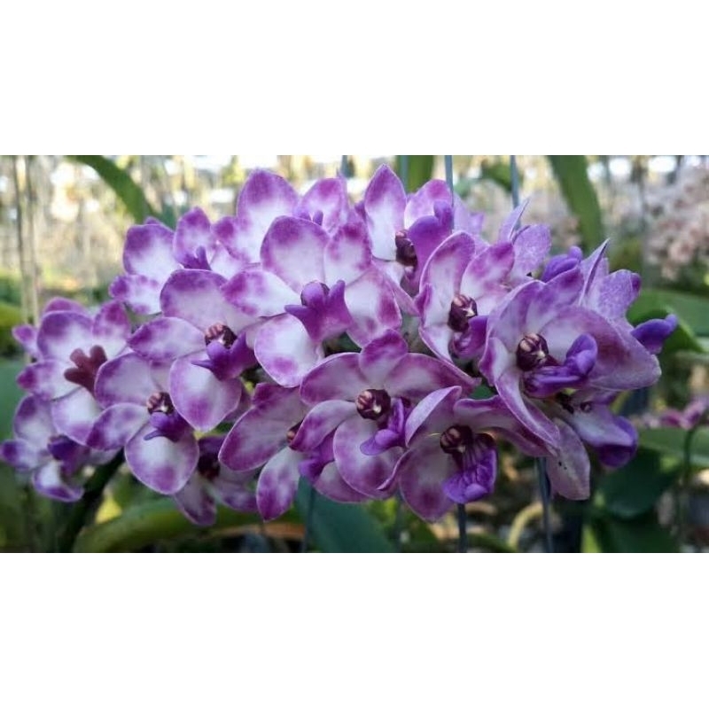 Promo rhy gigantea blue