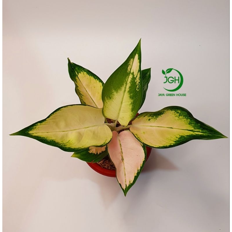 Tanaman Aglaonema Kochin Sutra