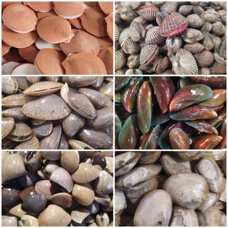 

Paket Seafood Mix 6 Jenis Kerang Mentah / Kerang Batik / Kerang Dara / Kerang Simping / Kerang Tahu / Kerang Madu / Kerang Hijau / Kerang Bambu / Kerang Bulu dll