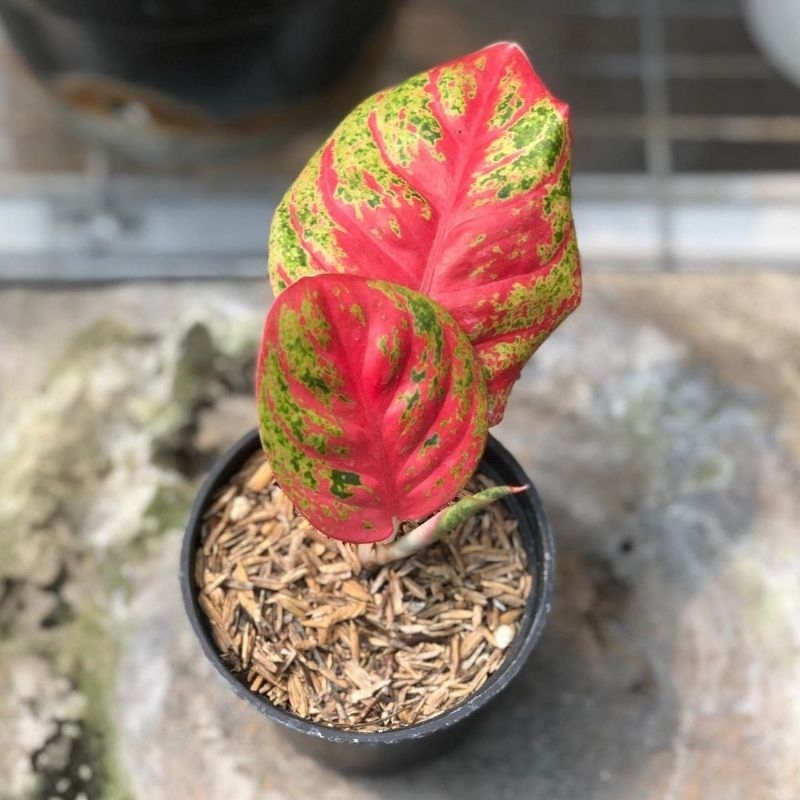 WULANDARI AGLONEMA//WULANDARI BEBY