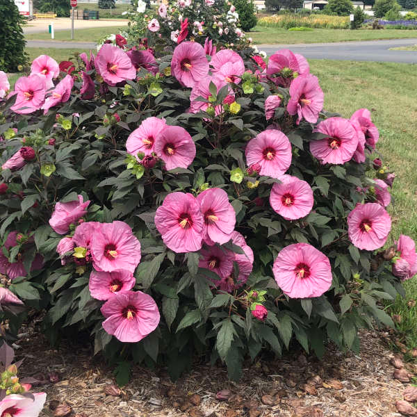 Benih Bibit Biji - Giant Hibiscus Luna Mix Color Bunga Sepatu Jumbo Campuran Flower Seeds - IMPORT