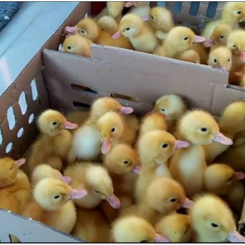 Dod Anak Bebek Peking 1 box