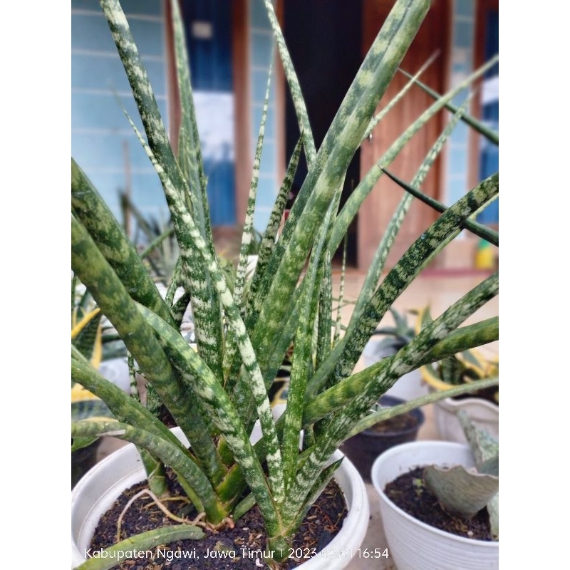 Sansevieria fernwood/sansivera Belut
