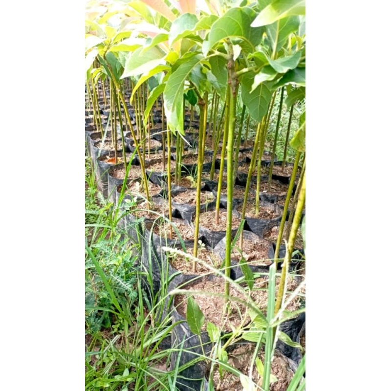 ALPUKAT MARKUS JUMBO.                                             (COD)