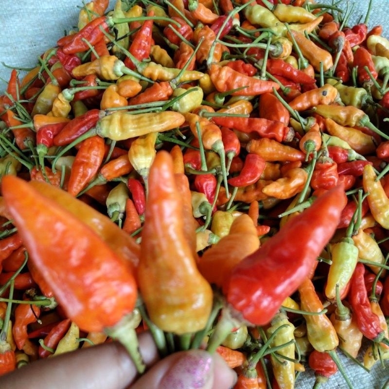 

cabai merah fress 500g