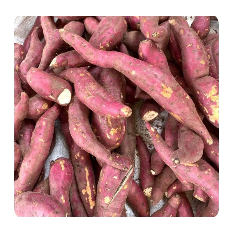 

ubi jepang 500gr