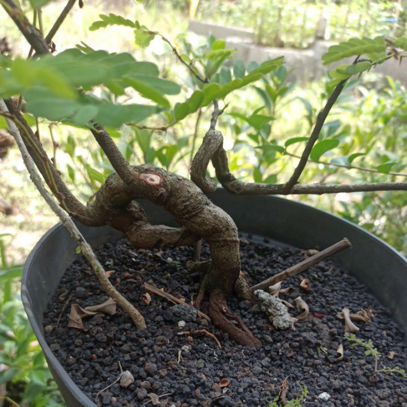 bonsai asem jawa meliuk-liuk