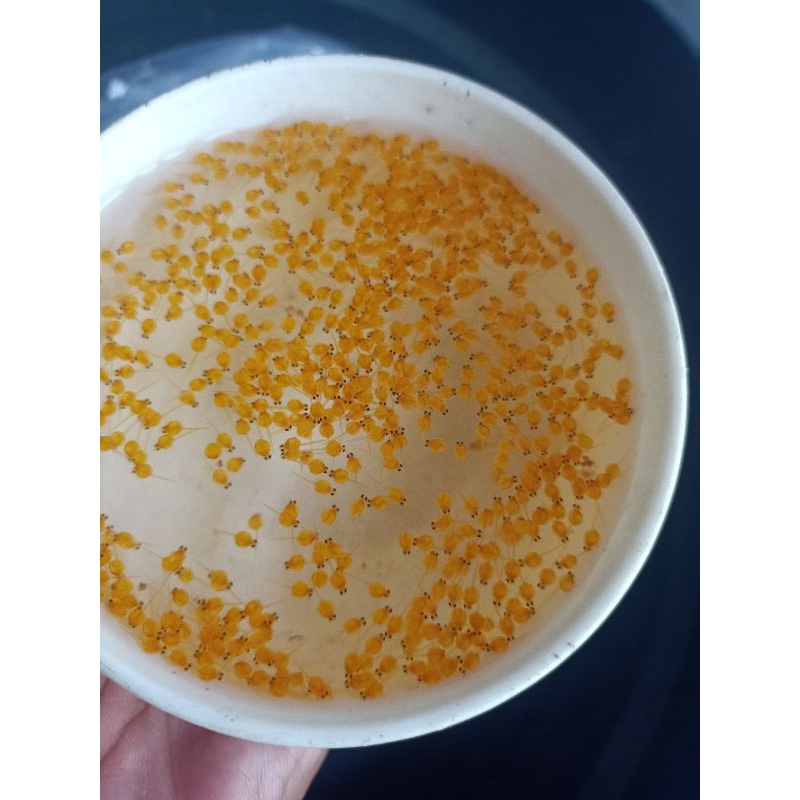 larva telur gurame Padang paket 1000 ekor