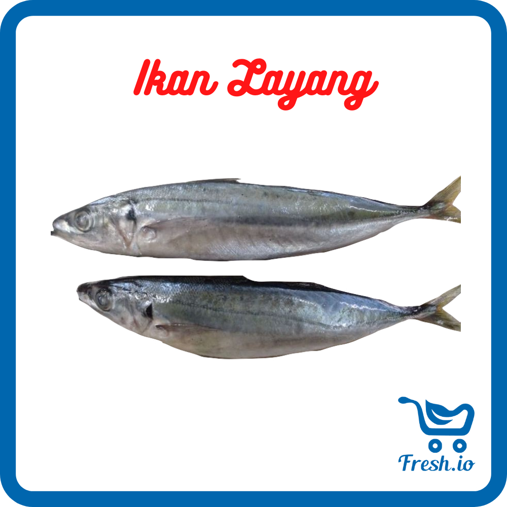 

Ikan Layang