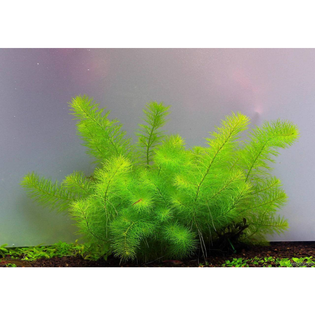 Myriophyllum simulans - Tanaman Aquascape