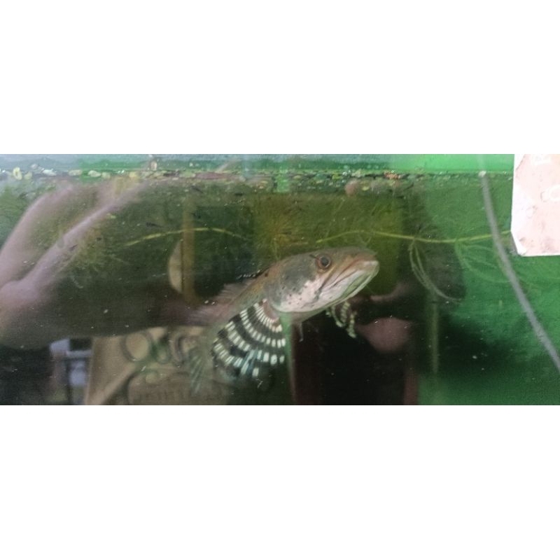 Baby Channa Pulchra 3-4cm