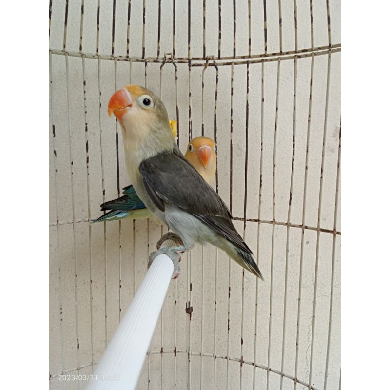 Lovebird Pasangan PB Mouve Muda