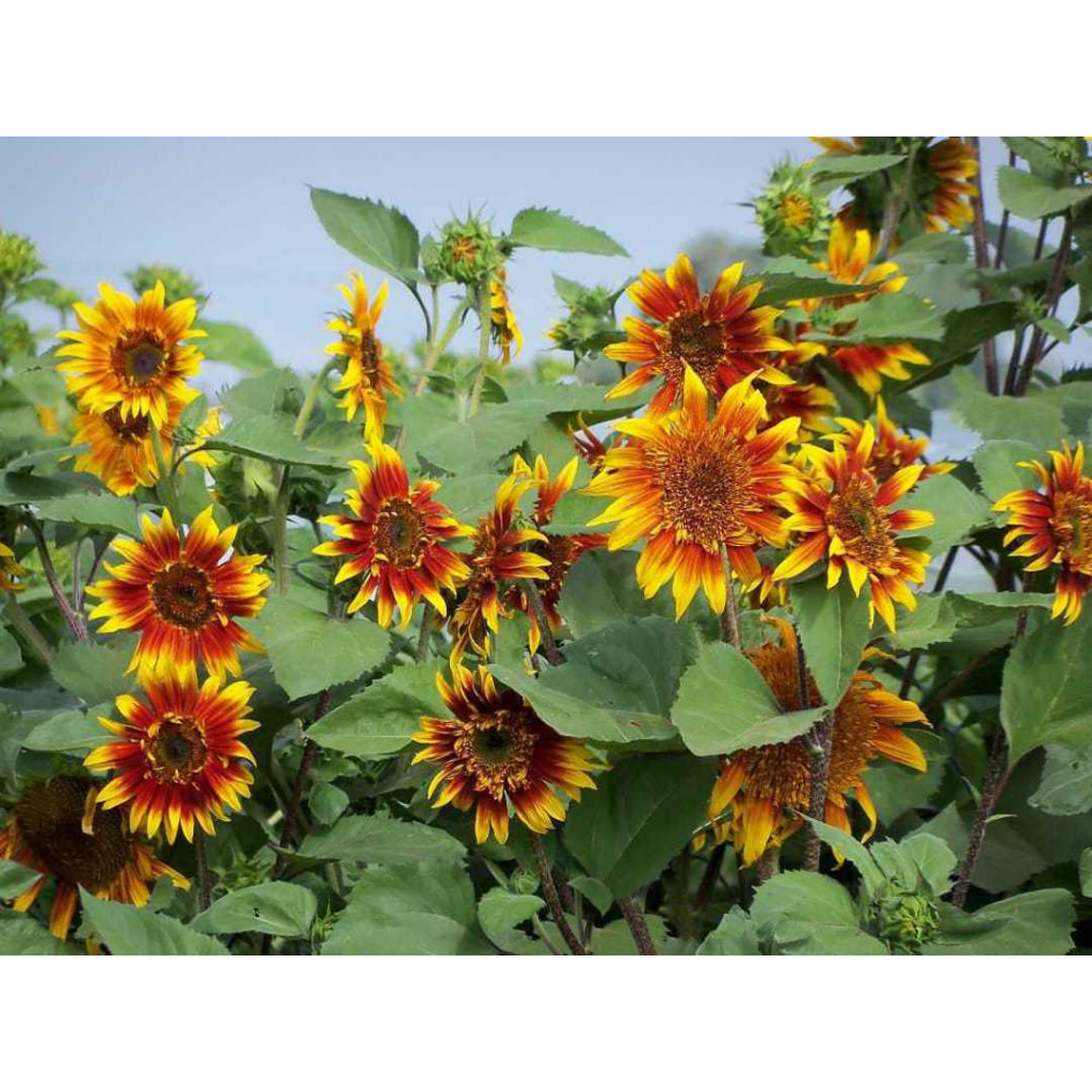 Benih Bibit Biji - Sunflower Joker Bunga Matahari Seeds - IMPORT