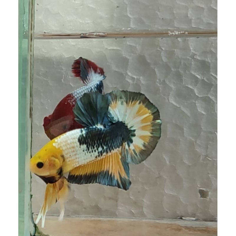 Cupang Fccp kuning banding