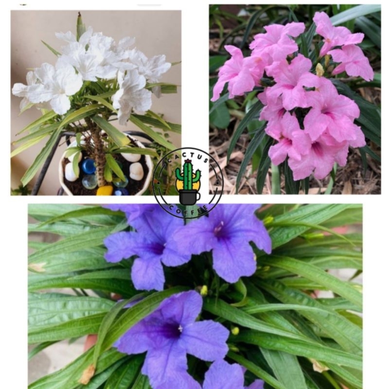 PROMO Tanaman Hias Ruellia Mini / Bunga Ruellia Mini / Tanaman Hidup Rawelia Maxican / Bunga hidup R