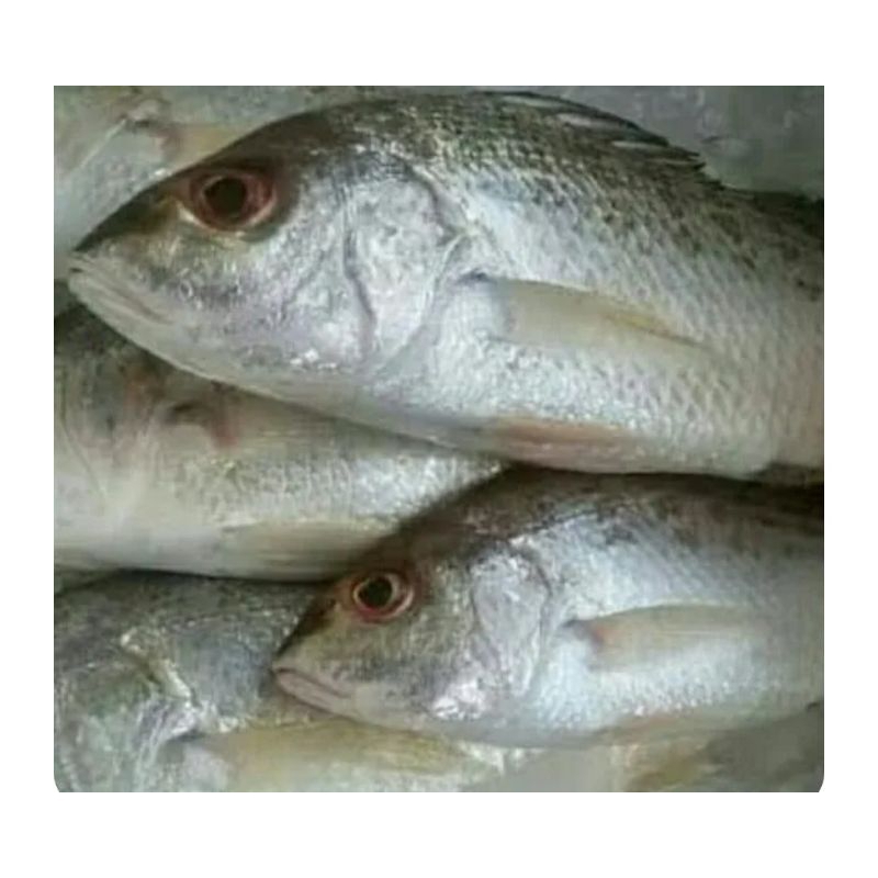 

ikan kakap putih 500gr