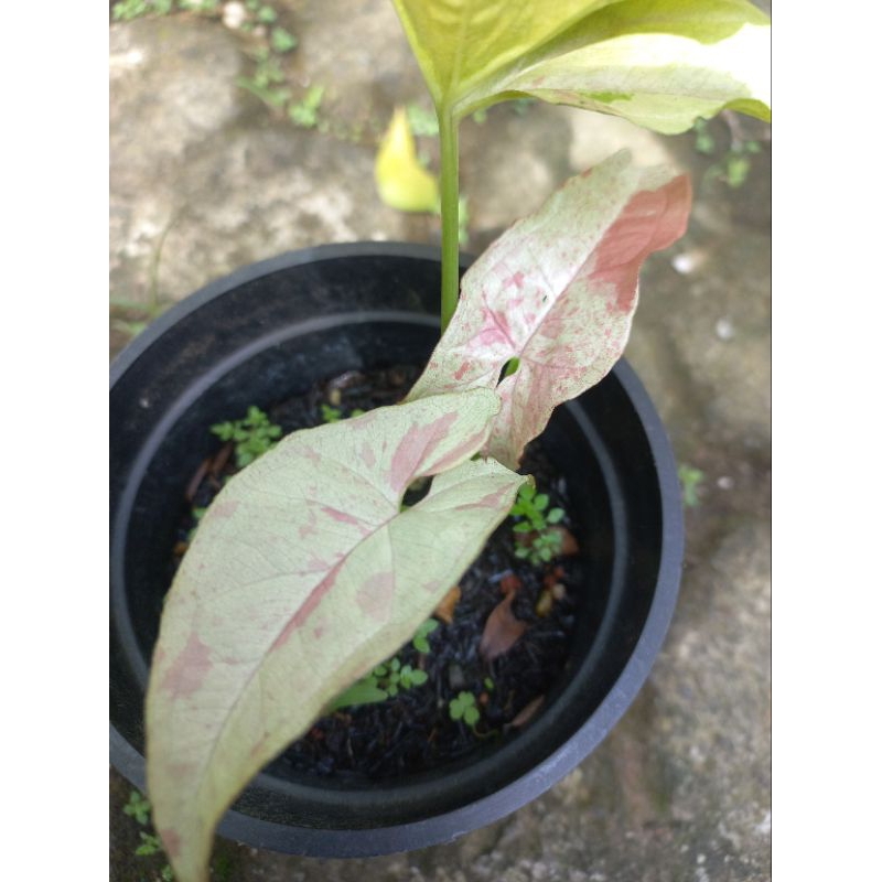 syngonium milk confetti