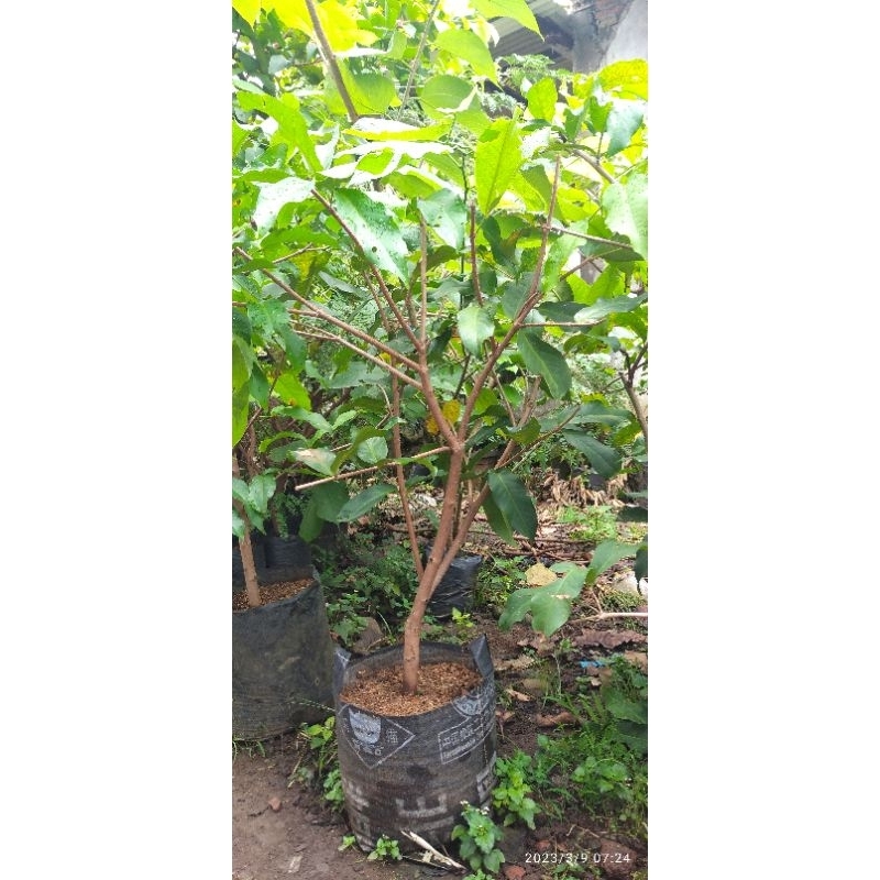 cangkokan jambu air jenis dalhari.. citra. berbie sugar..dll