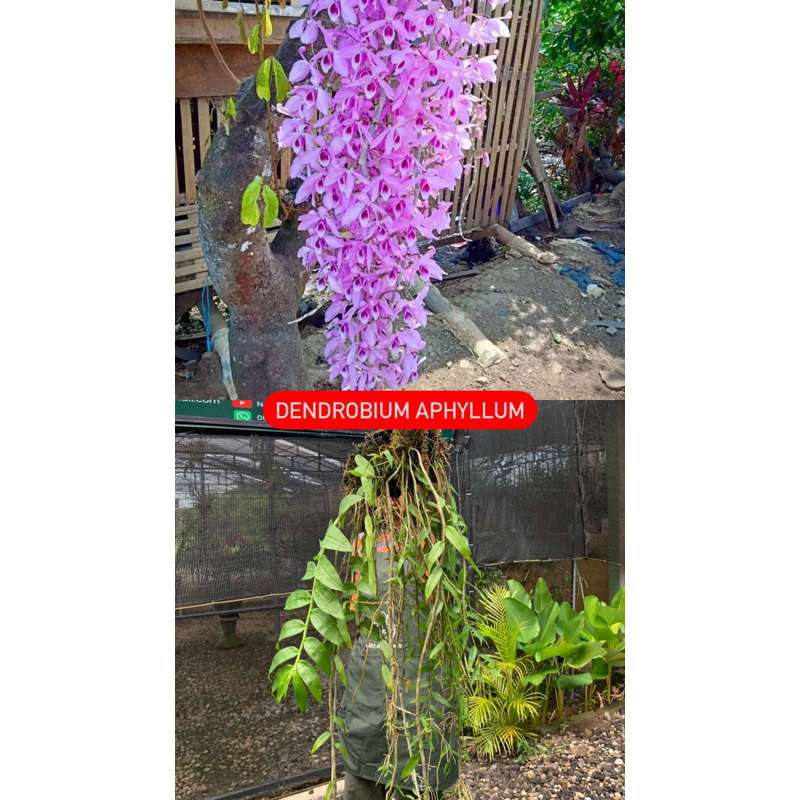 Dendrobium Aphylum