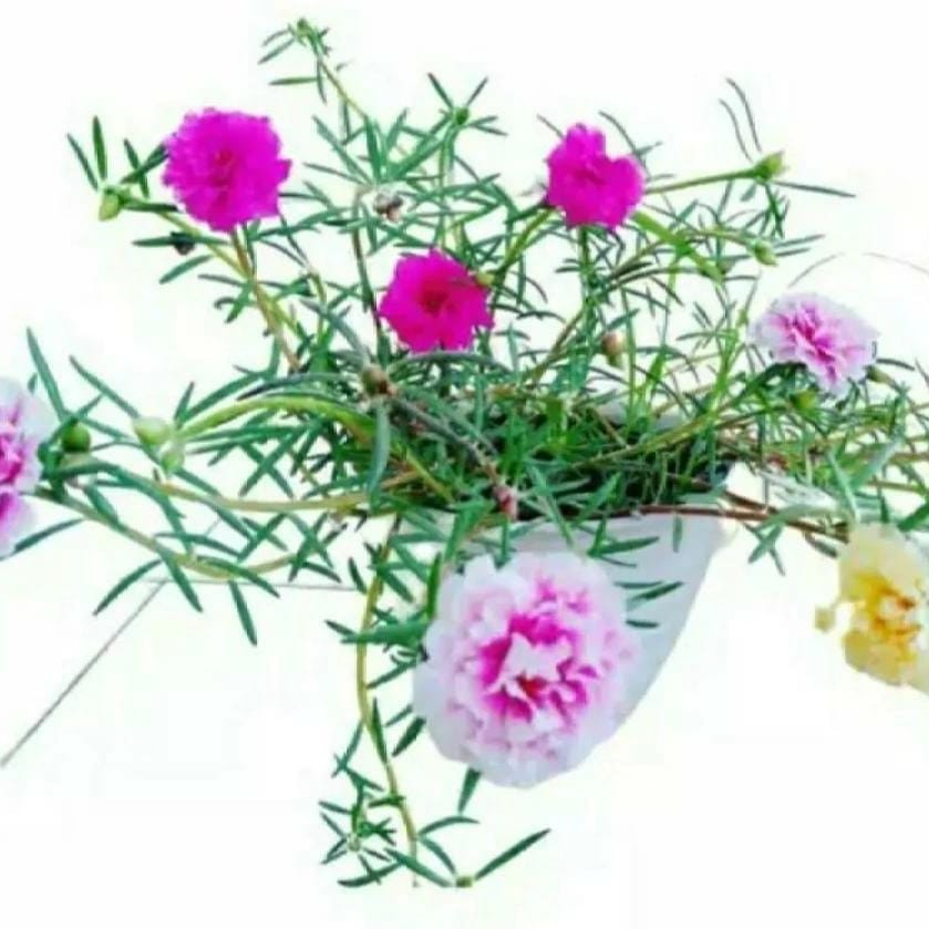 UPDATE TANAMAN HIAS GANTUNG TERBARU 6 JENIS| KROKOT PORTULAKA PINK,KROKOT SBY,KROKOT JAMBUL KUNING,KROKOT PUTIH,KROKOT UNGU,KROKOT KUNING (COD BISA BAYAR DITEMPAT)