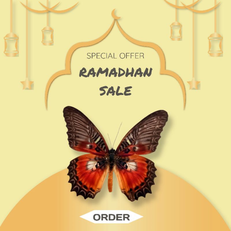 awetan kupu-kupu asli/unik/serangga kupu-kupu