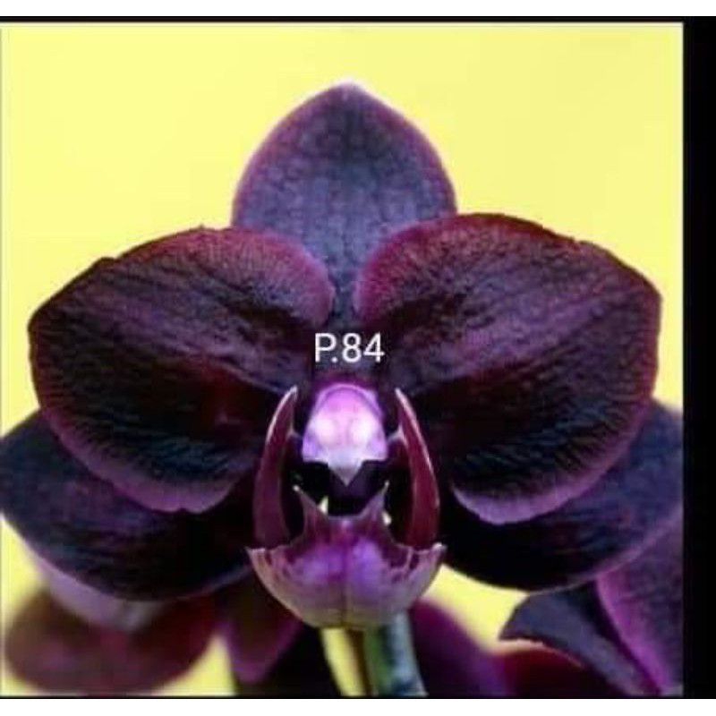 Tanaman Anggrek Dendrobium Novelty Hitam