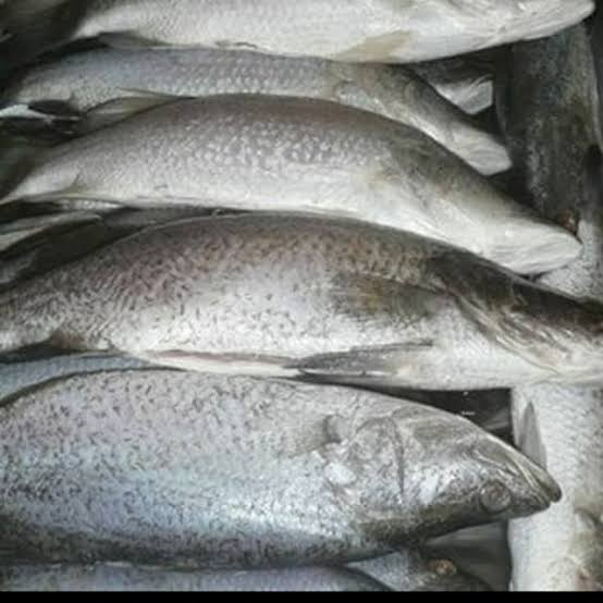 

Ikan Kakap Putih Segar