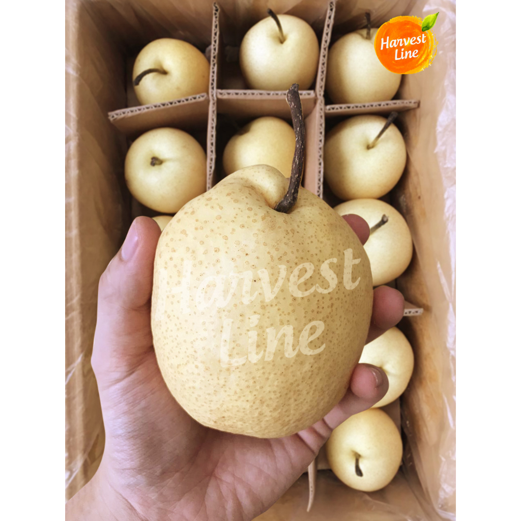 

[GROSIR] BUAH SWEET PEAR MADU per DUS