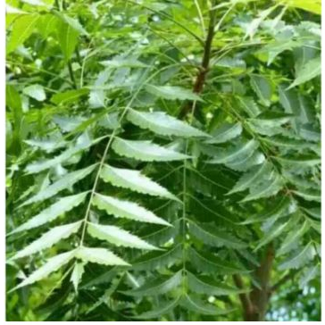

DAUN MINDI 750GR SEGAR TERBAIK OBAT HERBAL OBAT TRADISIONAL OBAT ALAMI