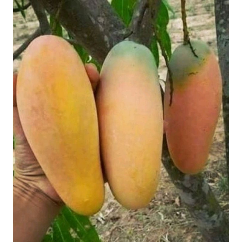 bibit buah mangga chokanan okulasi