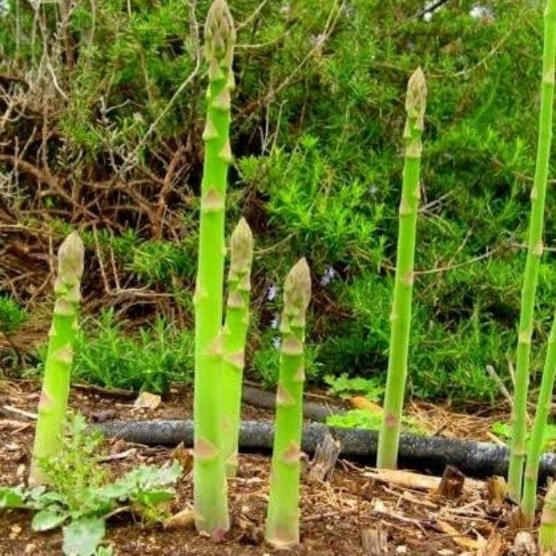 Bibit Benih Asparagus