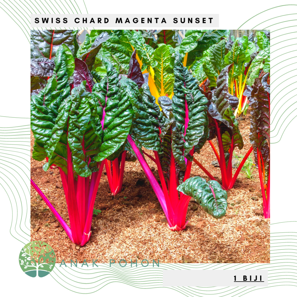 Benih Bibit Biji - Swiss Chard Magenta Sunset Seeds - IMPORT