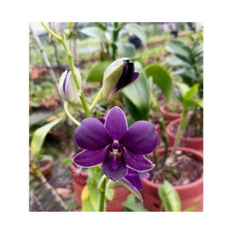Anggrek Dendrobium Airy Blue Way