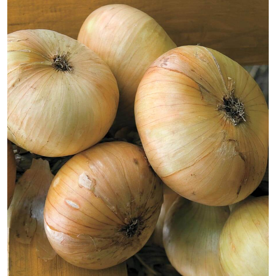 Benih Bibit Biji - Onion Italian Flat Borettana Bawang Bombay Pipih Seeds - IMPORT